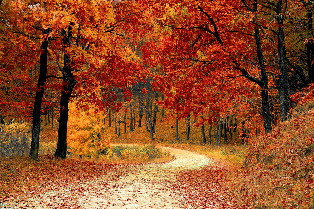 Explore the Beauty of Fall Travel Without the Hassle of Glasses